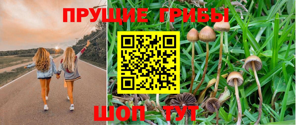 Псилоцибиновые грибы Psilocybe  Псилоцибиновые грибы Psilocybe  Вход с VPN  Луга 